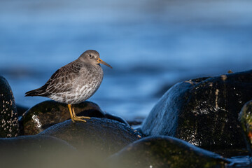 Purple sandpiper | Calidris maritima. A shore bird from Norway.