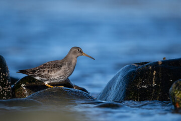 Purple sandpiper | Calidris maritima. A shore bird from Norway.