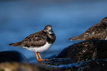 Purple sandpiper | Calidris maritima. A shore bird from Norway.