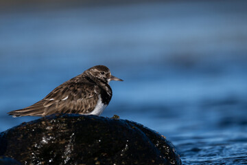 Purple sandpiper | Calidris maritima. A shore bird from Norway.