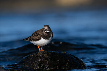Purple sandpiper | Calidris maritima. A shore bird from Norway.