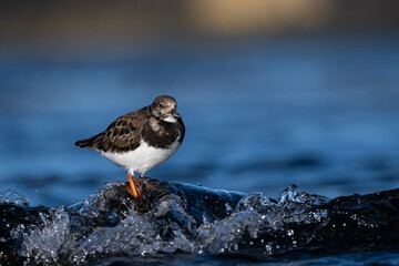 Purple sandpiper | Calidris maritima. A shore bird from Norway.