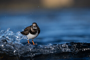 Purple sandpiper | Calidris maritima. A shore bird from Norway.