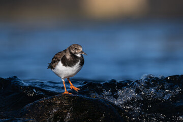 Purple sandpiper | Calidris maritima. A shore bird from Norway.