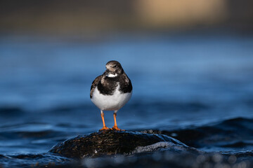 Purple sandpiper | Calidris maritima. A shore bird from Norway.