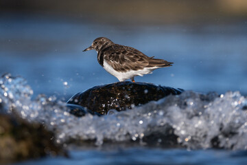 Purple sandpiper | Calidris maritima. A shore bird from Norway.