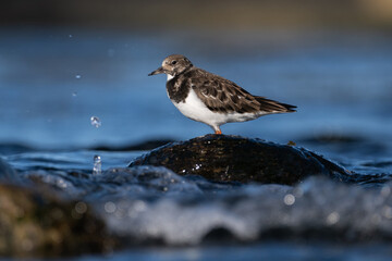 Purple sandpiper | Calidris maritima. A shore bird from Norway.