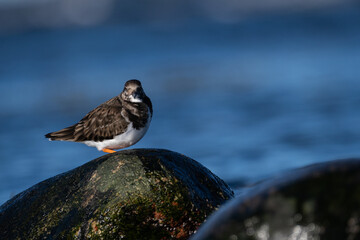Purple sandpiper | Calidris maritima. A shore bird from Norway.