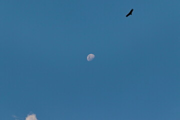 A vulture gliding, the crescent moon and a patch of white cloud lined up under a blue sky.