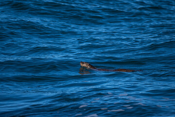 Obraz premium Lutra lutra with the common name Eurasian otter, belongs to the Mammals group. The photo was made in Norway, Alesund