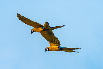 Guacamayas en Caracas 506