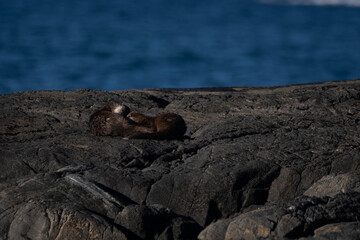Lutra lutra with the common name Eurasian otter, belongs to the Mammals group. The photo was made in Norway, Alesund