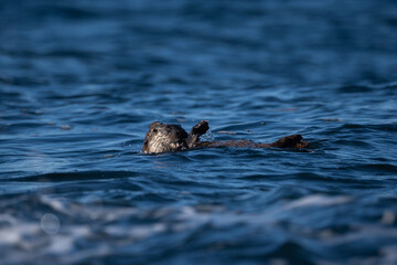 Fototapeta premium Lutra lutra with the common name Eurasian otter, belongs to the Mammals group. The photo was made in Norway, Alesund