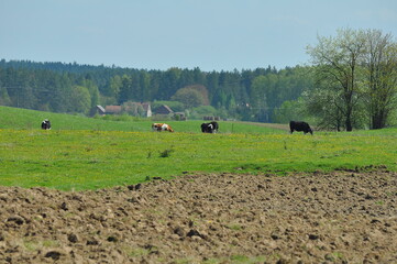 Krowy na polu © Rafa