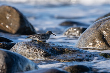 Purple sandpiper, Calidris maritima, is a small shorebird. Their breeding habitat is the northern tundra on Arctic islands in Canada and coastal areas in Greenland and northwestern Europe. 