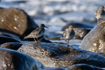 Purple sandpiper, Calidris maritima, is a small shorebird. Their breeding habitat is the northern tundra on Arctic islands in Canada and coastal areas in Greenland and northwestern Europe. 