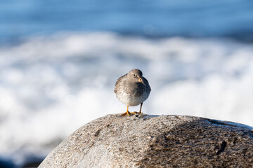 Purple sandpiper, Calidris maritima, is a small shorebird. Their breeding habitat is the northern tundra on Arctic islands in Canada and coastal areas in Greenland and northwestern Europe. 