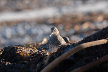Purple sandpiper, Calidris maritima, is a small shorebird. Their breeding habitat is the northern tundra on Arctic islands in Canada and coastal areas in Greenland and northwestern Europe. 