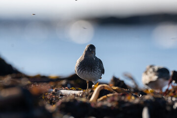 Purple sandpiper, Calidris maritima, is a small shorebird. Their breeding habitat is the northern tundra on Arctic islands in Canada and coastal areas in Greenland and northwestern Europe. 