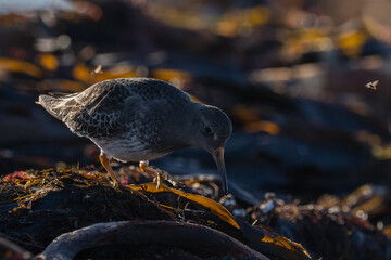 Purple sandpiper, Calidris maritima, is a small shorebird. Their breeding habitat is the northern tundra on Arctic islands in Canada and coastal areas in Greenland and northwestern Europe. 