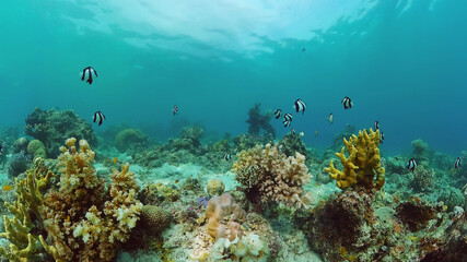 Naklejka na ściany i meble Reef Coral Scene. Tropical underwater sea fish. Hard and soft corals, underwater landscape. Panglao, Bohol, Philippines.