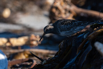 Purple sandpiper, Calidris maritima, is a small shorebird. Their breeding habitat is the northern tundra on Arctic islands in Canada and coastal areas in Greenland and northwestern Europe. 