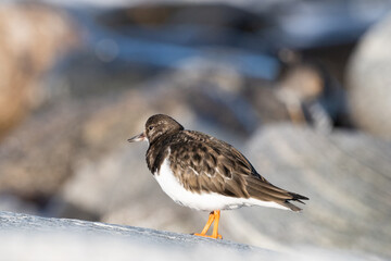 Purple sandpiper, Calidris maritima, is a small shorebird. Their breeding habitat is the northern tundra on Arctic islands in Canada and coastal areas in Greenland and northwestern Europe. 