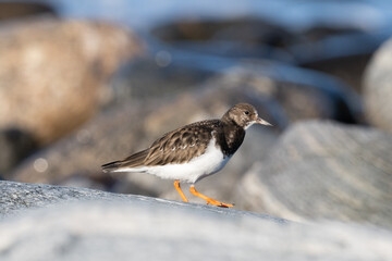 Purple sandpiper, Calidris maritima, is a small shorebird. Their breeding habitat is the northern tundra on Arctic islands in Canada and coastal areas in Greenland and northwestern Europe. 