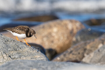 Purple sandpiper, Calidris maritima, is a small shorebird. Their breeding habitat is the northern tundra on Arctic islands in Canada and coastal areas in Greenland and northwestern Europe. 