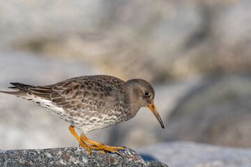 Purple sandpiper, Calidris maritima, is a small shorebird. Their breeding habitat is the northern tundra on Arctic islands in Canada and coastal areas in Greenland and northwestern Europe. 
