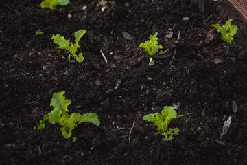 green moss on the ground food