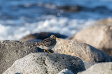 Purple sandpiper, Calidris maritima, is a small shorebird. Their breeding habitat is the northern tundra on Arctic islands in Canada and coastal areas in Greenland and northwestern Europe. 
