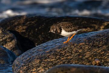 Purple sandpiper, Calidris maritima, is a small shorebird. Their breeding habitat is the northern tundra on Arctic islands in Canada and coastal areas in Greenland and northwestern Europe. 