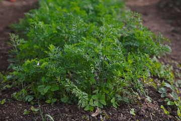 green moss on the ground food