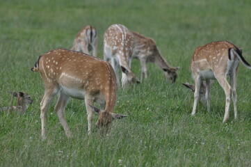 Polska - Mazury - Warmia. Sarny. © Rafa