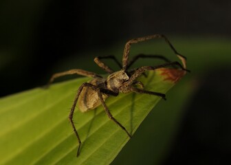 spider on a green leaf