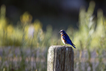 Male Western Bluebird at dawn in Sugarite Canyon State Park in New Mexico