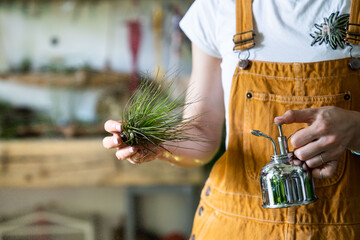 Close up of woman florist wear overalls, spraying air plant tillandsia by vintage steel water...