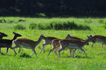 Polska - Mazury - Warmia. Sarny i daniele.