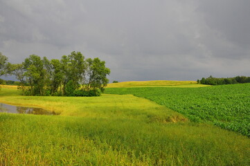 Drzewa i pole. Krajobraz. Polska - Mazury - Warmia.