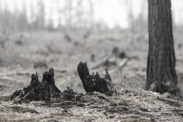 black tree stump in depressing landscape after forest fire