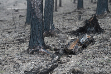 burnt forest after fire