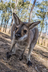 Obraz premium kangaroo