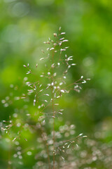 Close up of grass in green summer landscape