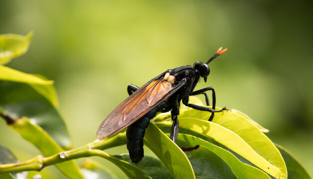 Gauromydas heros mosca mydas 