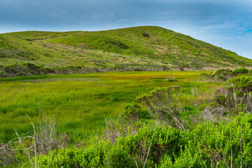 Central Coast Spring Meadow