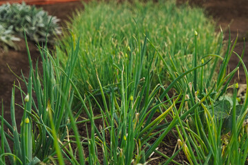 green moss on the ground food