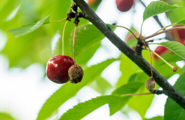 cherry fungal disease, moniliosis or monilialny burn of a cherry tree