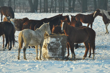 Polska - Mazury - Warmia. Konie. © Rafa