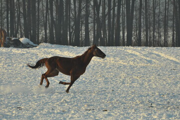 Koń © Rafa